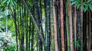 Bamboe parket